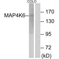 MINK1 antibody
