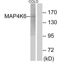 MINK1 Antibody