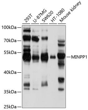 MINPP1 antibody