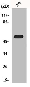 MINPP1 antibody