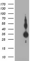 MIOX Antibody