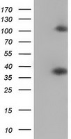 MIOX Antibody