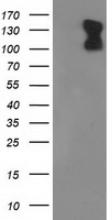 MIOX antibody