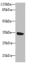 MIOX antibody