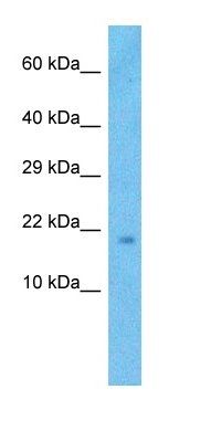 MIP18 antibody