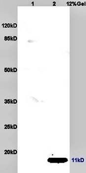 MIP3 beta antibody