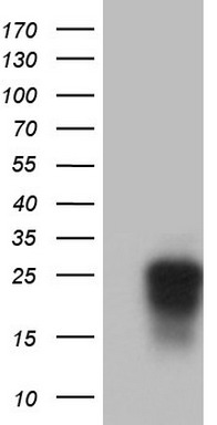 MIPEP Antibody