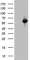 MIPEP Antibody