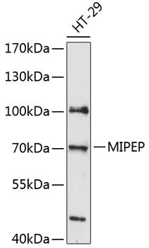 MIPEP antibody