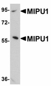 MIPU1 Antibody