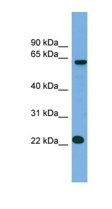 MIS18A antibody