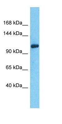 MIS18BP1 antibody