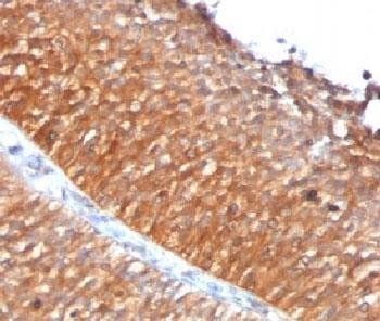 Mitochondrial Marker Antibody