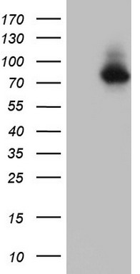 Mitofusin 1 (MFN1) antibody