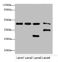 MAPK3 Antibody