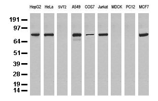 Miz1 (ZBTB17) antibody
