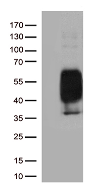 Miz1 (ZBTB17) antibody