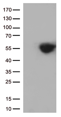 Miz1 Antibody