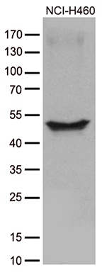 Miz1 Antibody