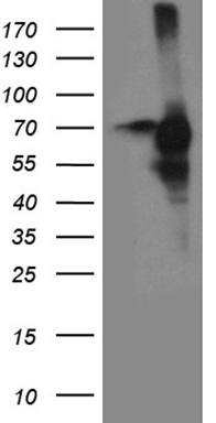 Miz1 Antibody