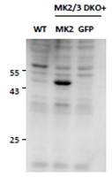 Goat anti-MK2 / MAPKAPK2 Antibody