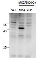 MK2 antibody