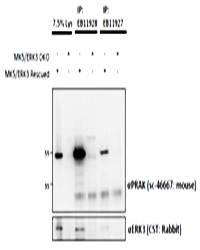 Goat anti-MK5 / MAPKAPK5 Antibody