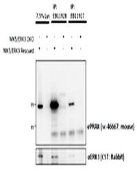 Mapkapk5 antibody