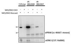 Goat anti-MK5 / MAPKAPK5 (aa192-206) Antibody