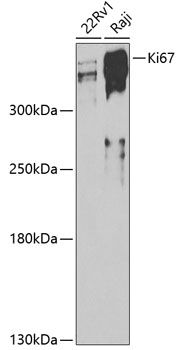 MKI67 antibody