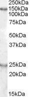 Goat anti-mKIAA0319 (mouse) Antibody