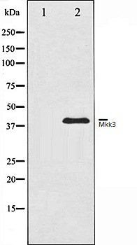 Mkk3 antibody