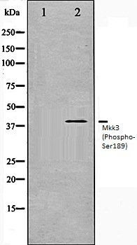 Mkk3 (Phospho-Ser189) antibody