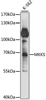 MKKS antibody