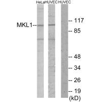 MKL1 antibody