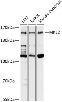 MKL2 antibody