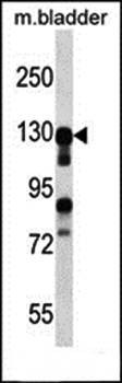 MKL2 antibody