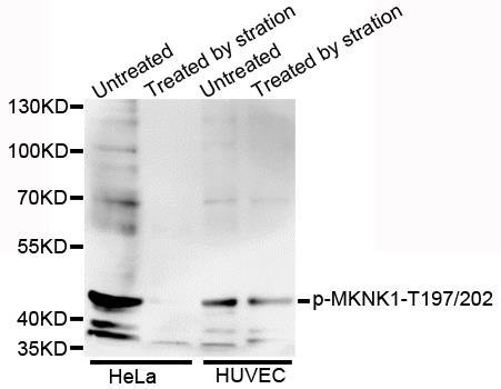 MKNK1 (Phospho-T197/202) antibody