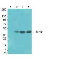 MKNK1 (Ab-385) antibody