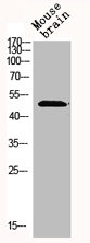 MKNK1 antibody