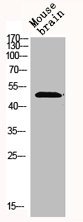 MKNK1 Antibody