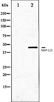 MkP-1/2 antibody