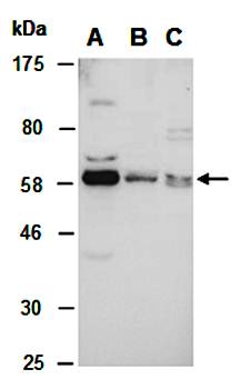 MKRN1 (N) Antibody, Rabbit Polyclonal