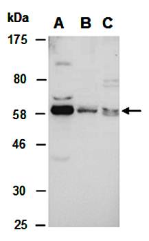 MKRN1 antibody