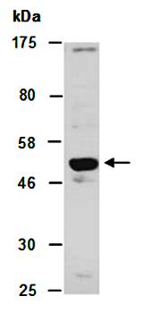 MKRN1 (N) Antibody, Rabbit Polyclonal