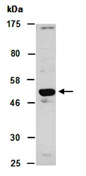 MKRN1 antibody