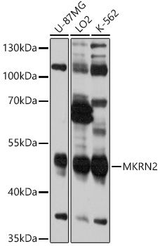 MKRN2 antibody