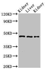 MKRN2 antibody