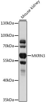 MKRN3 antibody