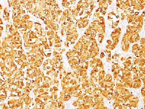 MLANA Antibody
